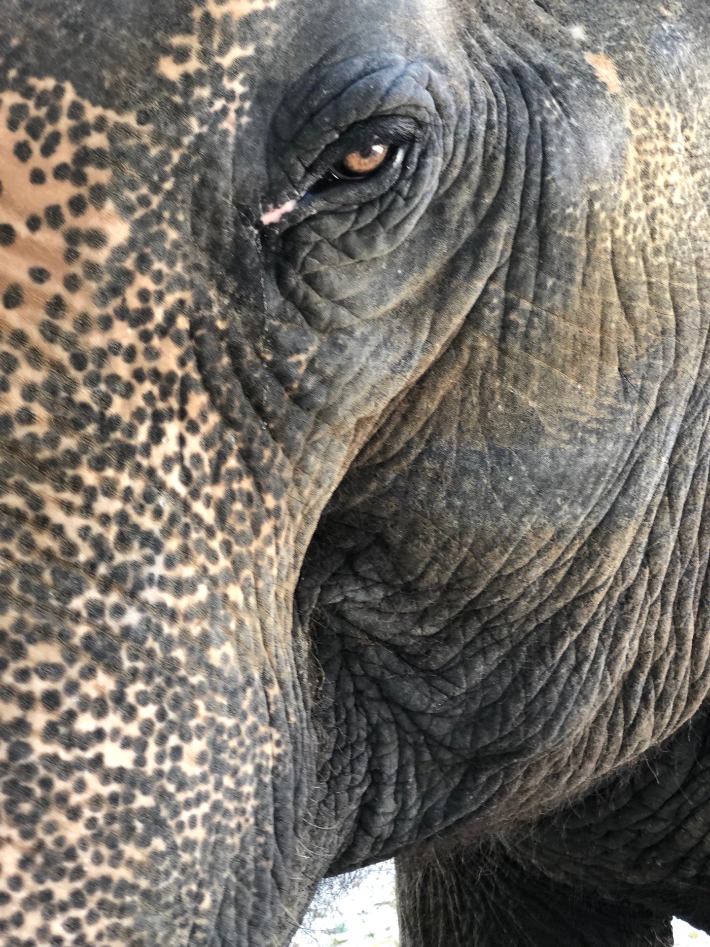 elephant portrait