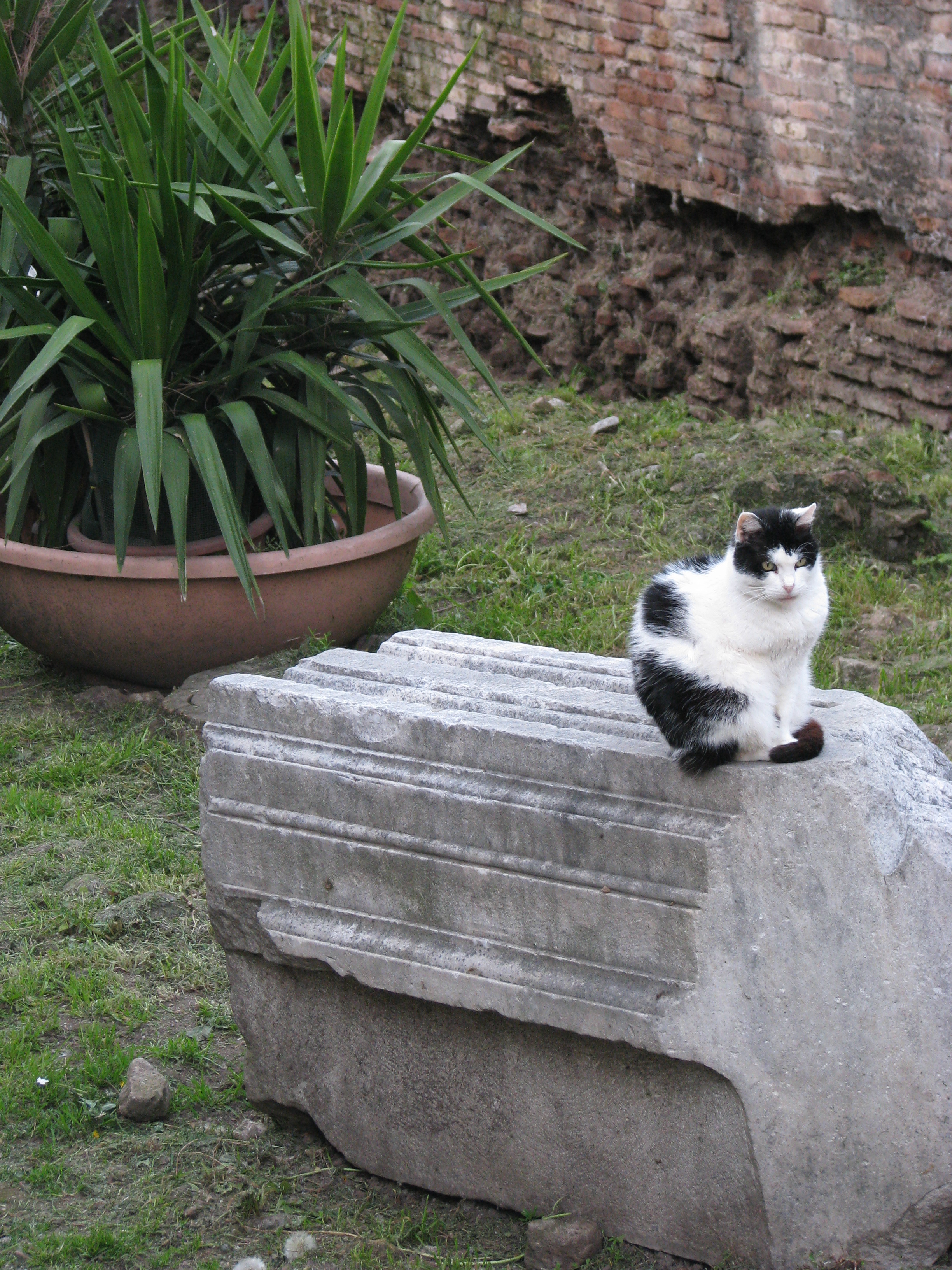 Cat at Largo Argentine, Rome