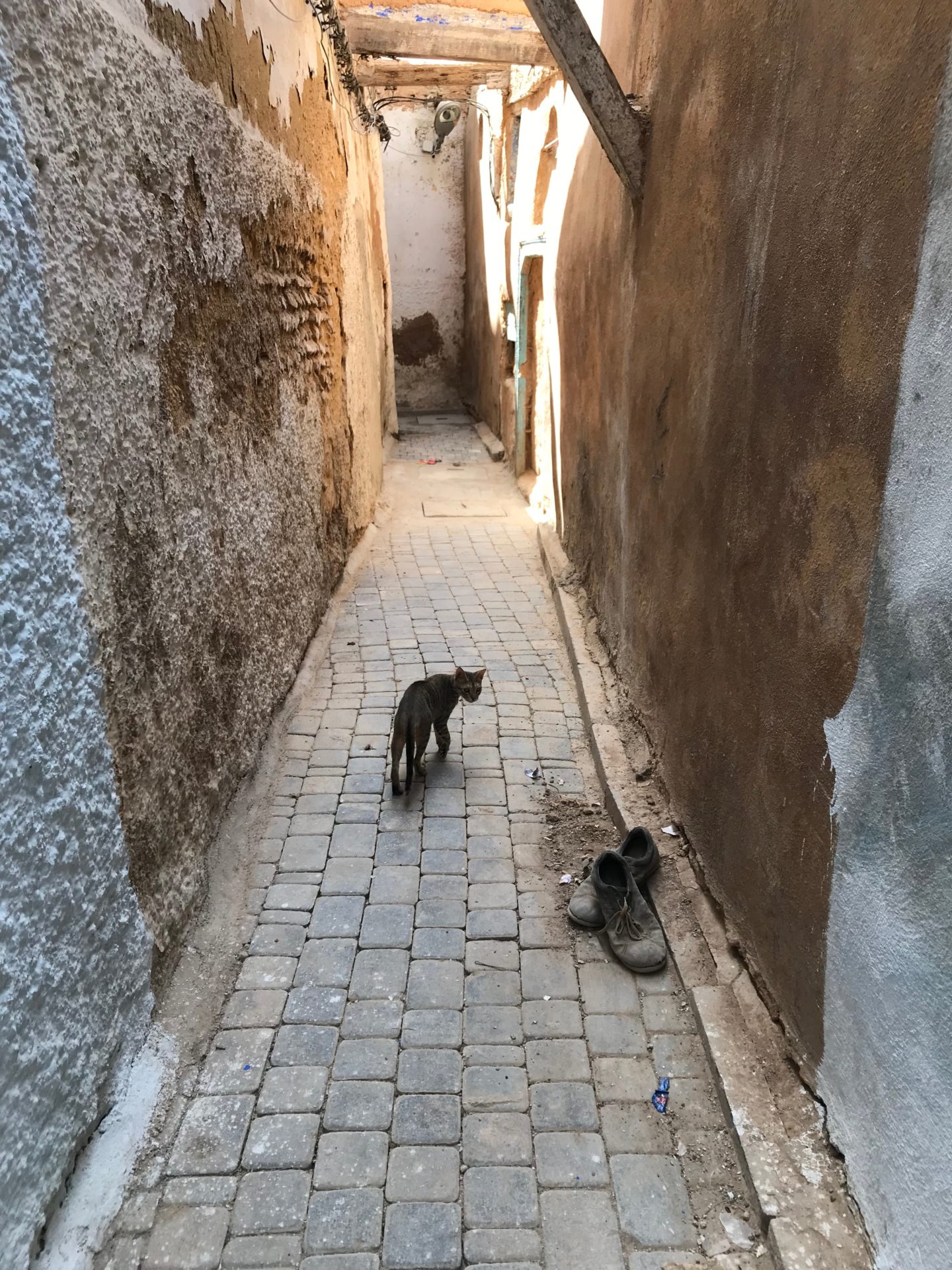 Cat in Fez alleyway