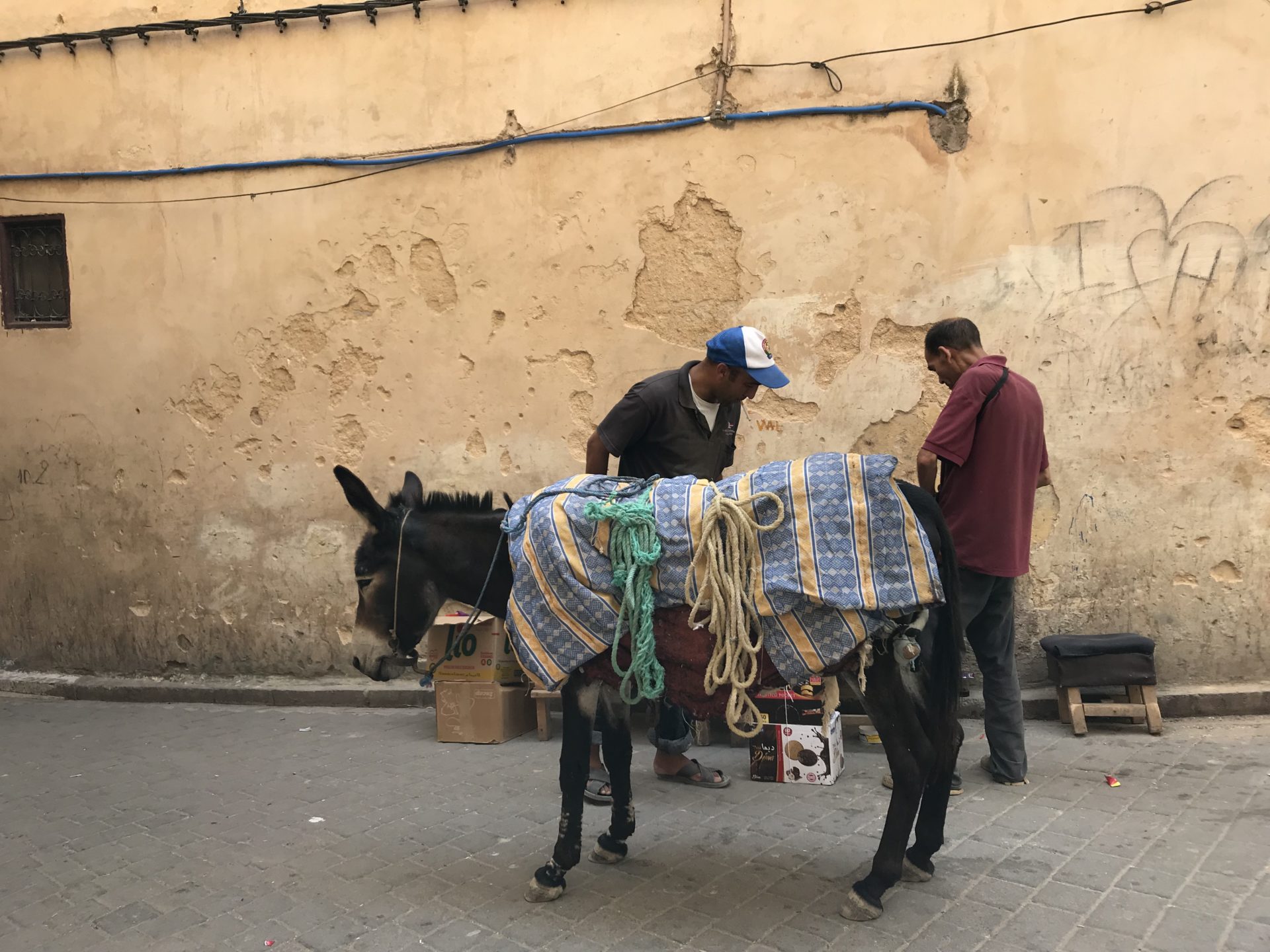 Donkeys in Fes