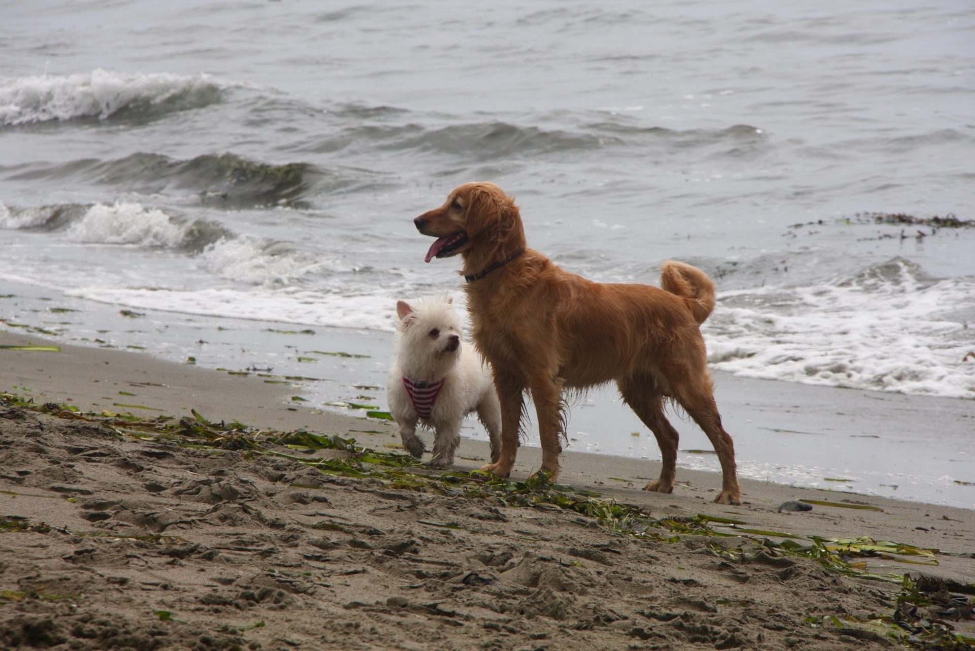 Dog-Friendly Beach