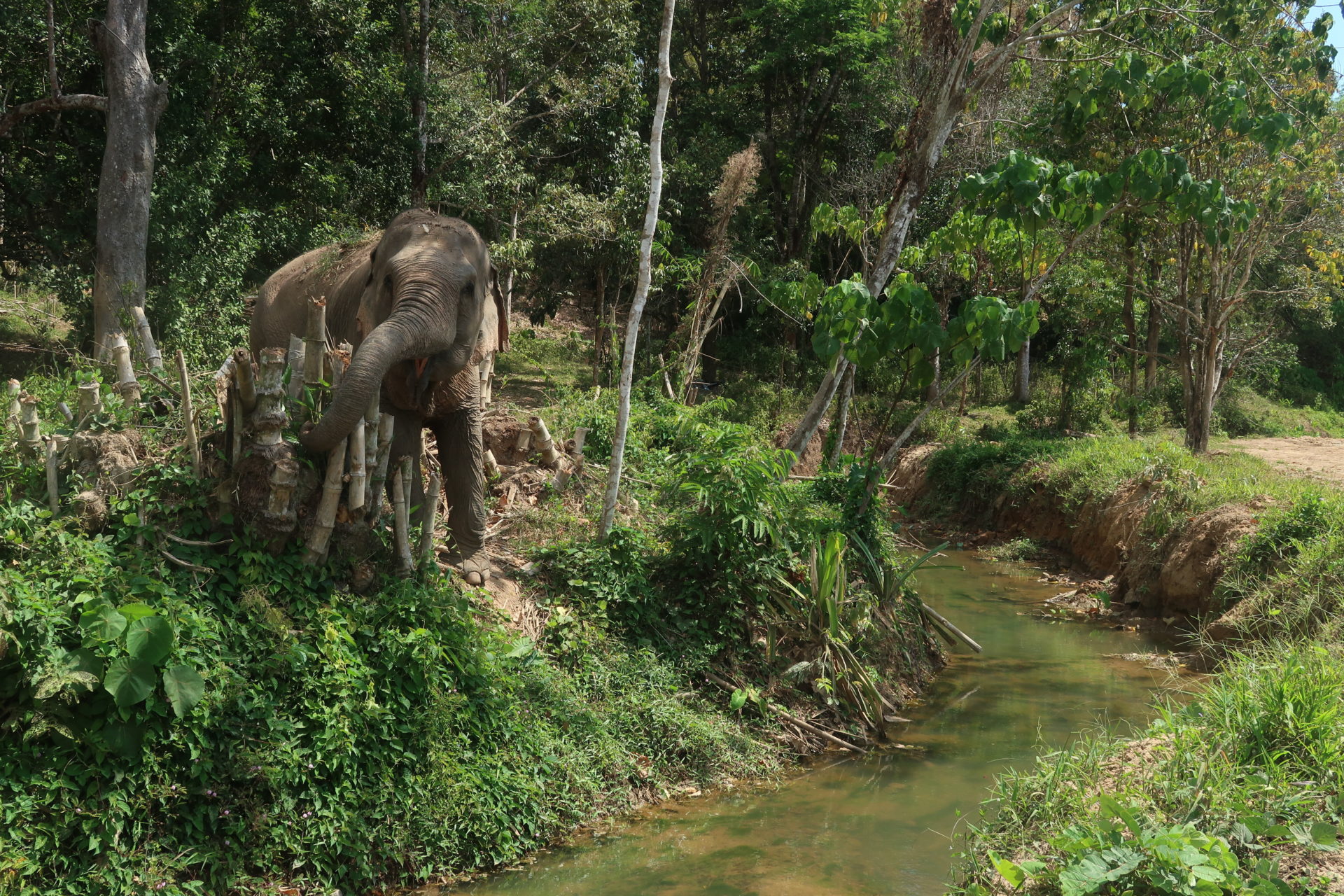Elephant foraging