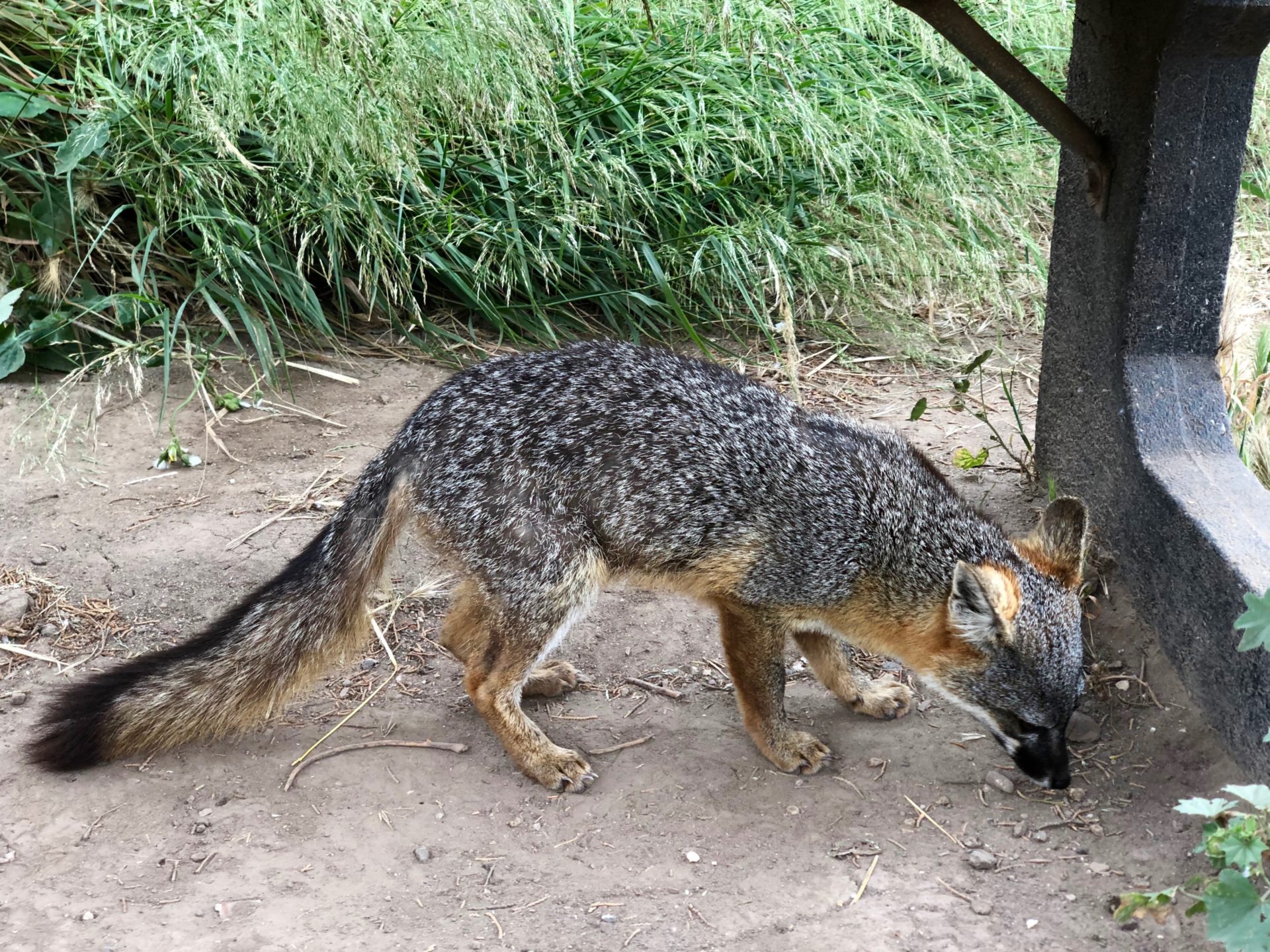 Channel Island fox scavenging for food