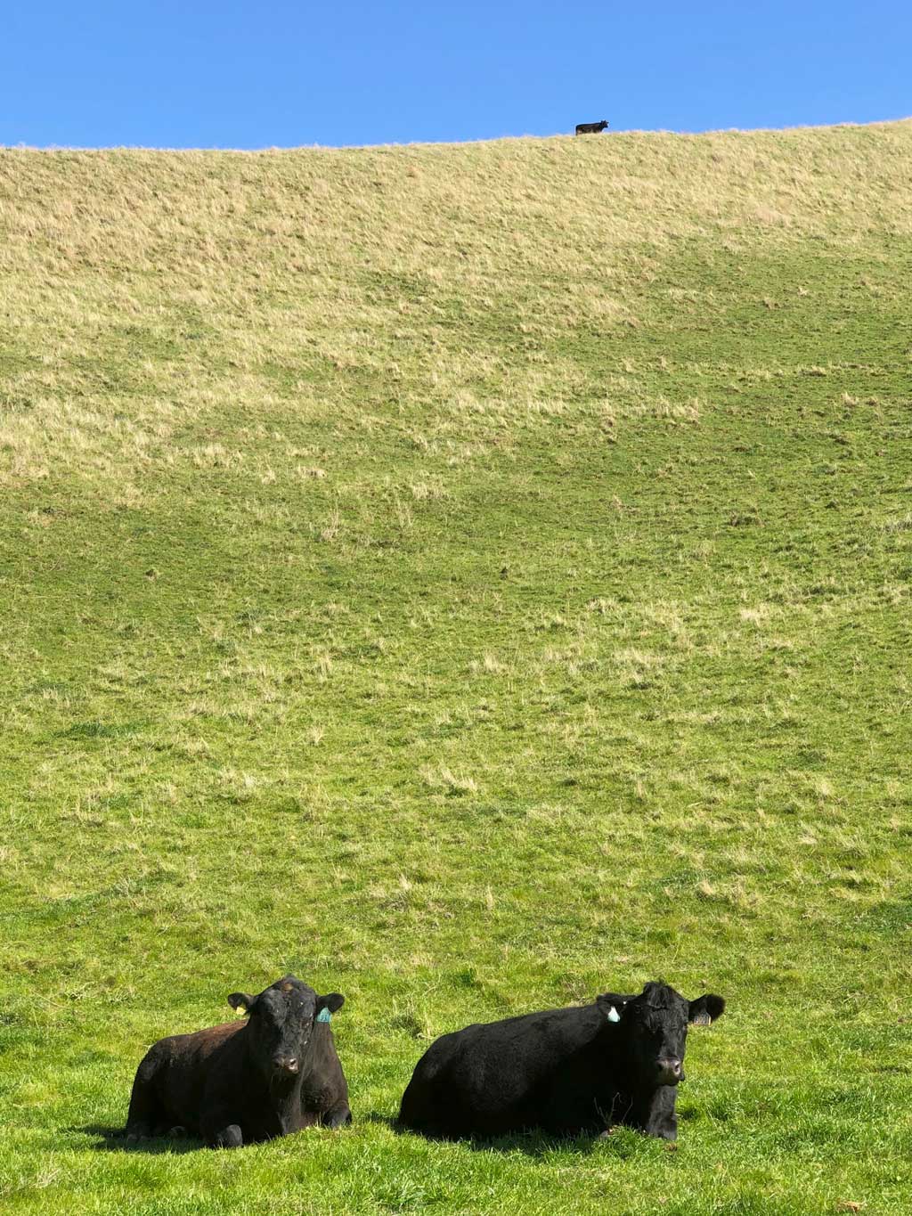 Cows grazing at Black Diamond Mines