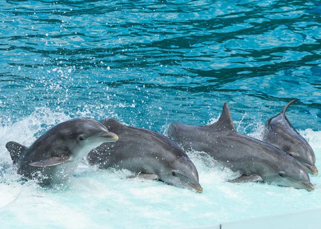 Dolphins performing in a show. 