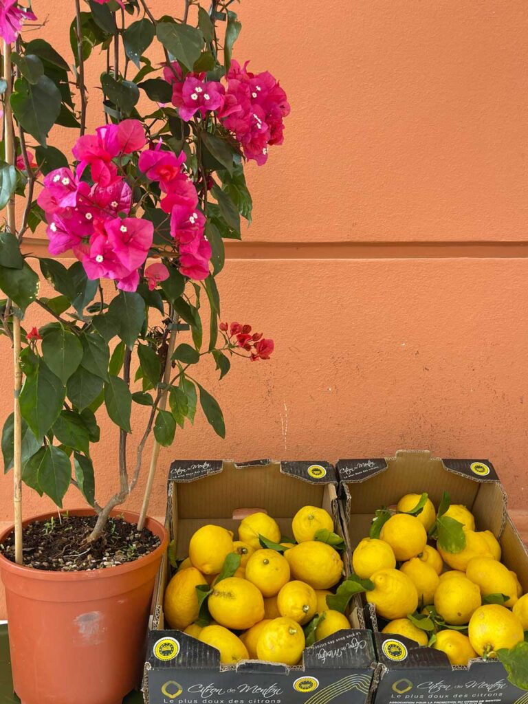 Box of lemons and bougainvillea plant